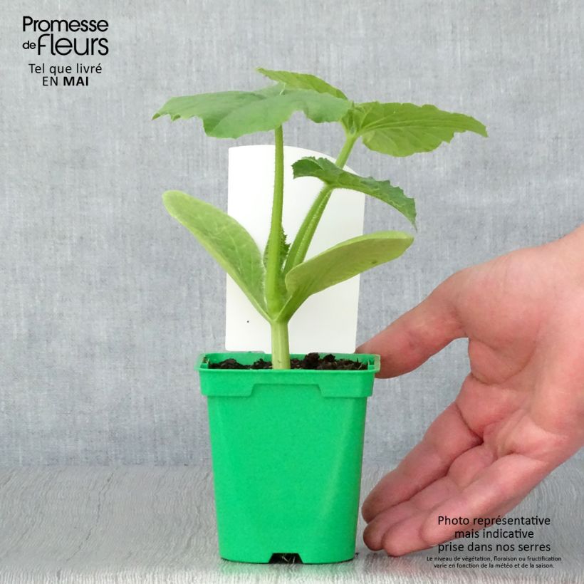 Exemplaar van Pompoen Betty Blue F1 Pot van 10 cm/11 cm zoals geleverd in de lente