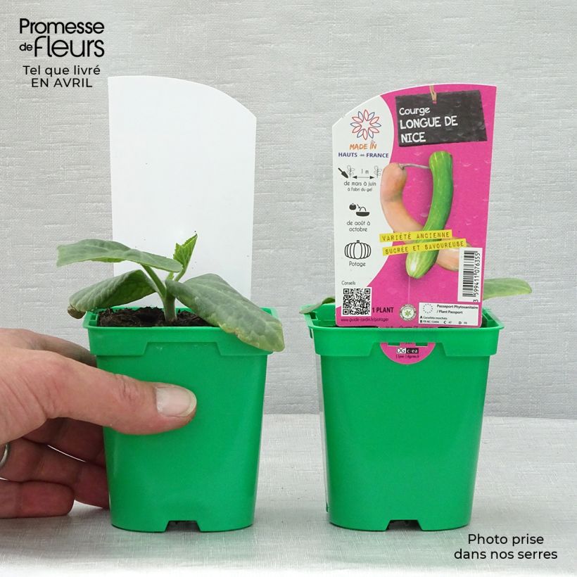 Exemplaar van Muskaatpompoen Lange van Nice (jonge planten) Pot van 10 cm/11 cm zoals geleverd in de lente