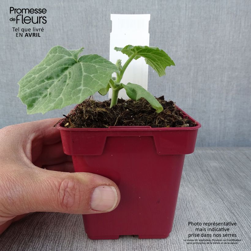 Exemplaar van Muskaatpompoen van de Provence Pot van 10 cm/11 cm zoals geleverd in de lente