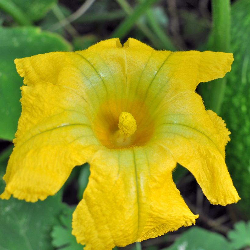 Vijgenbladpompoen BIO Ferme de Sainte Marthe - Cucurbita ficifolia (Bloei)