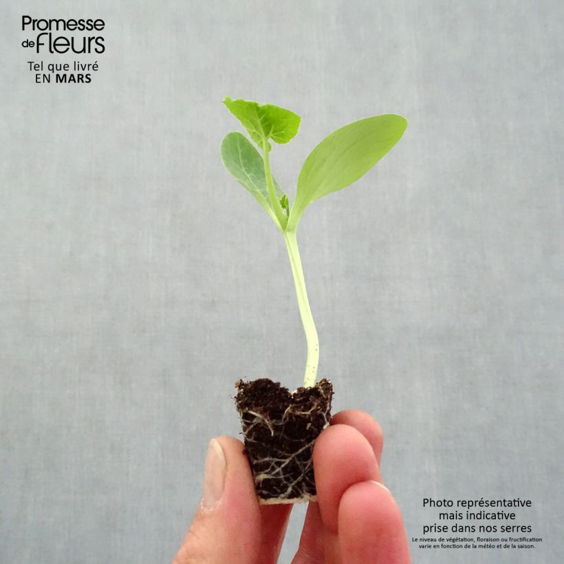 Example of Courgette Easy Pick Gold F1 (jonge planten) Mini-mot Ø 3/4 cm as you get in printemps