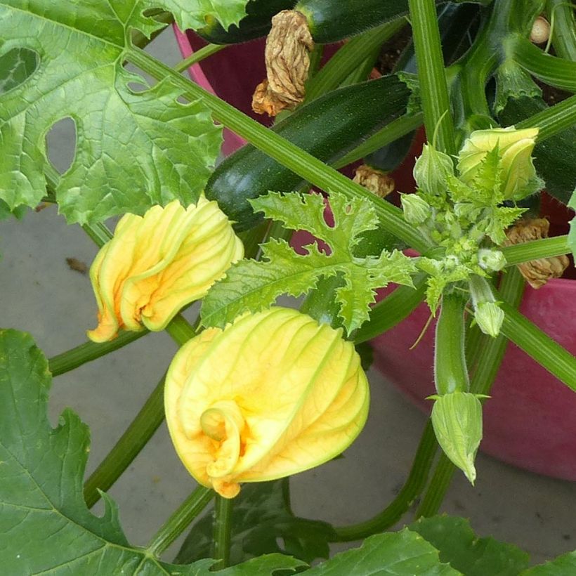 Courgette Easy Pick Green F1 (jonge planten) (Bloei)