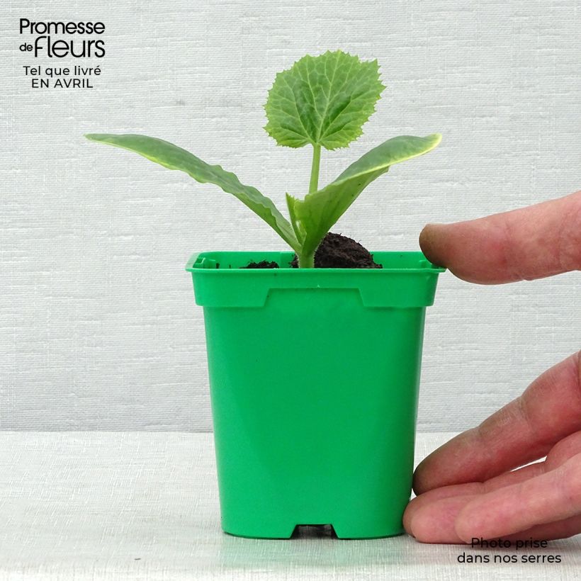 Exemplaar van Courgette Floridor F1 (jonge planten) Pot van 10 cm/11 cm zoals geleverd in de lente