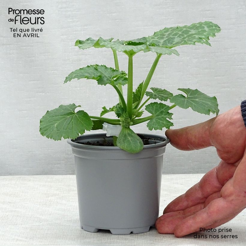 Exemplaar van Courgette Kimber F1 (jonge planten - geënt) Kweekpotje van 8/9 cm zoals geleverd in de lente