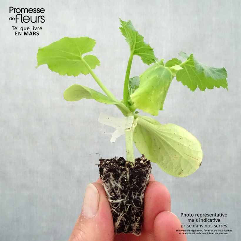 Exemplaar van Courgette Kimber F1 (jonge planten - geënt) Mini-mot Ø 3/4 cm zoals geleverd in de lente