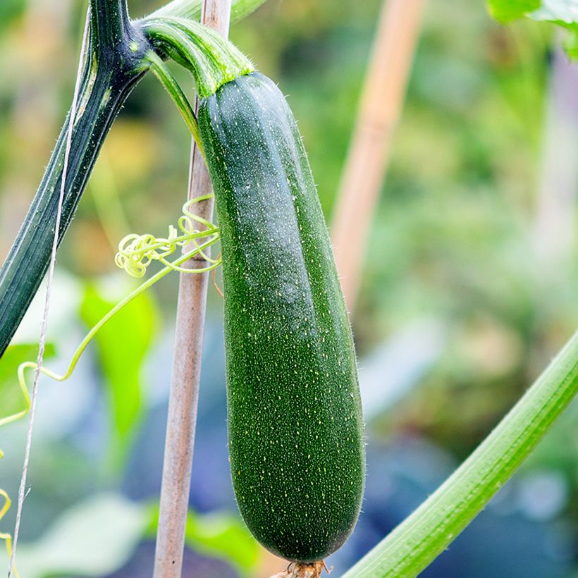 Courgette Ola Escaladora F1 BIO grimpante (Oogst)