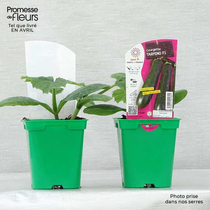 Exemplaar van Courgette Tarmino F1 (jonge planten) Pot van 10 cm/11 cm zoals geleverd in de lente
