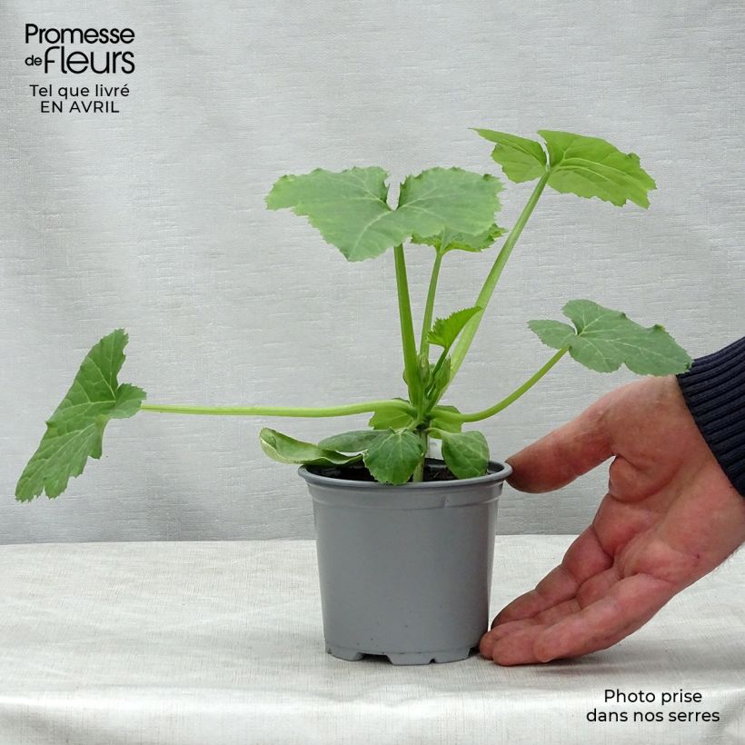 Exemplaar van Courgette Sebring F1 (jonge planten - geënt) Kweekpotje van 8/9 cm zoals geleverd in de lente