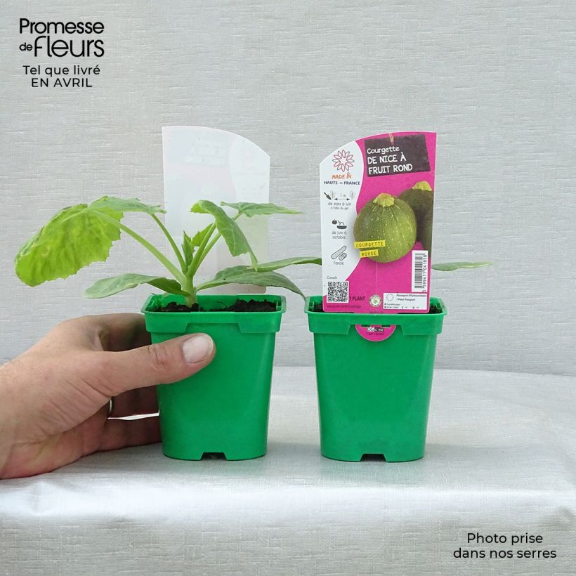 Exemplaar van Courgette Ronde de Nice F1 (jonge planten) Pot van 10 cm/11 cm zoals geleverd in de lente