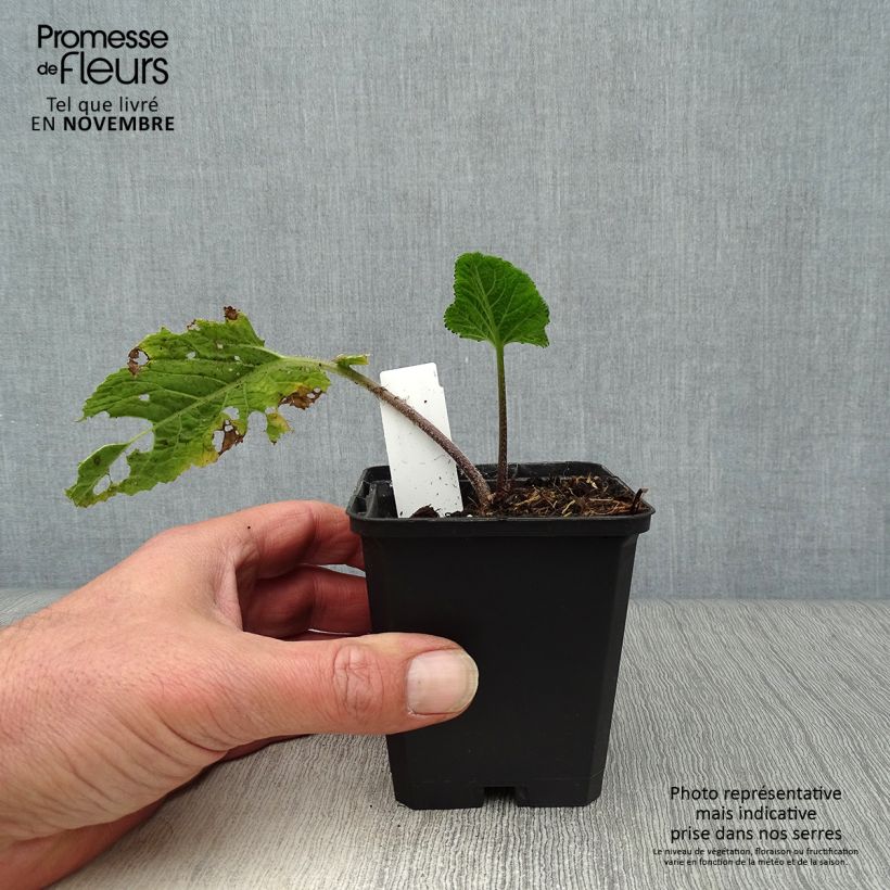 Exemplaar van Crambe cordifolia - Bolletjeskool Kweekpotje van 8/9 cm zoals geleverd in de herfst