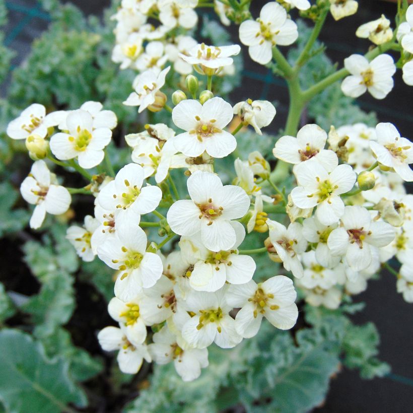 Crambe maritima - Zeekool (Bloei)