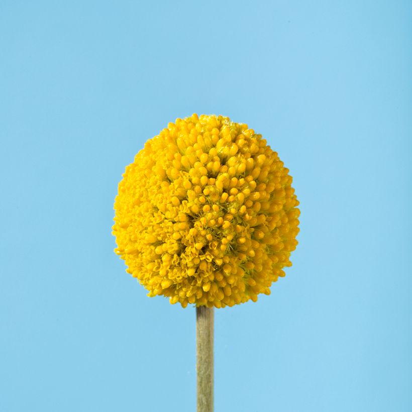 Craspedia Golf Beauty - Drumstick plant (Bloei)