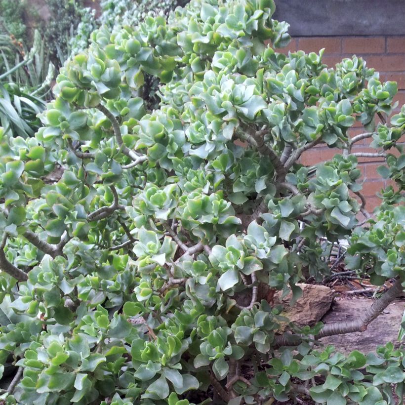 Crassula arborescens Curly Grey - Jadeplant (Groeiplaats)