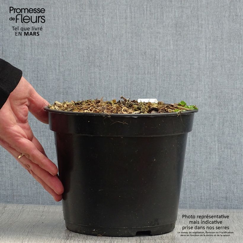 Exemplaar van Crassula arborescens Curly Grey - Jadeplant Pot van 3 l/4 l zoals geleverd in de lente