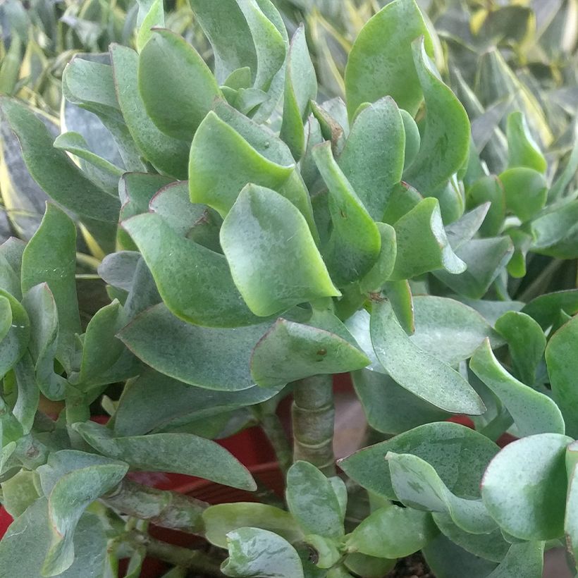 Crassula arborescens Curly Grey - Jadeplant (Blad)