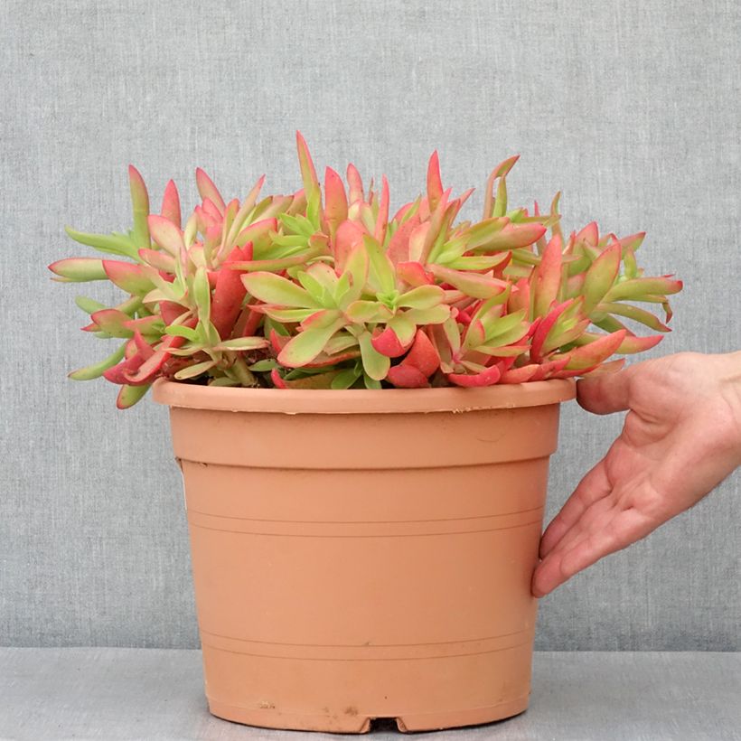 Exemplaar van Crassula capitella - Bladscheerling Pot van 7,5 l/10 l zoals geleverd in de lente