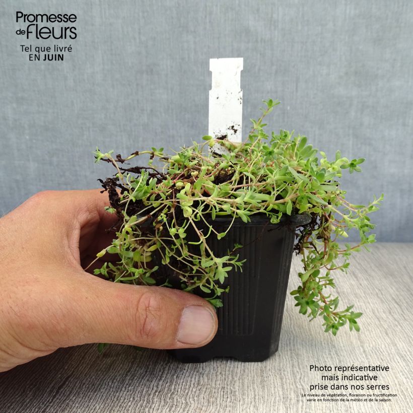 Exemplaar van Crassula exilis sedifolia Kweekpotje van 8/9 cm zoals geleverd in de zomer