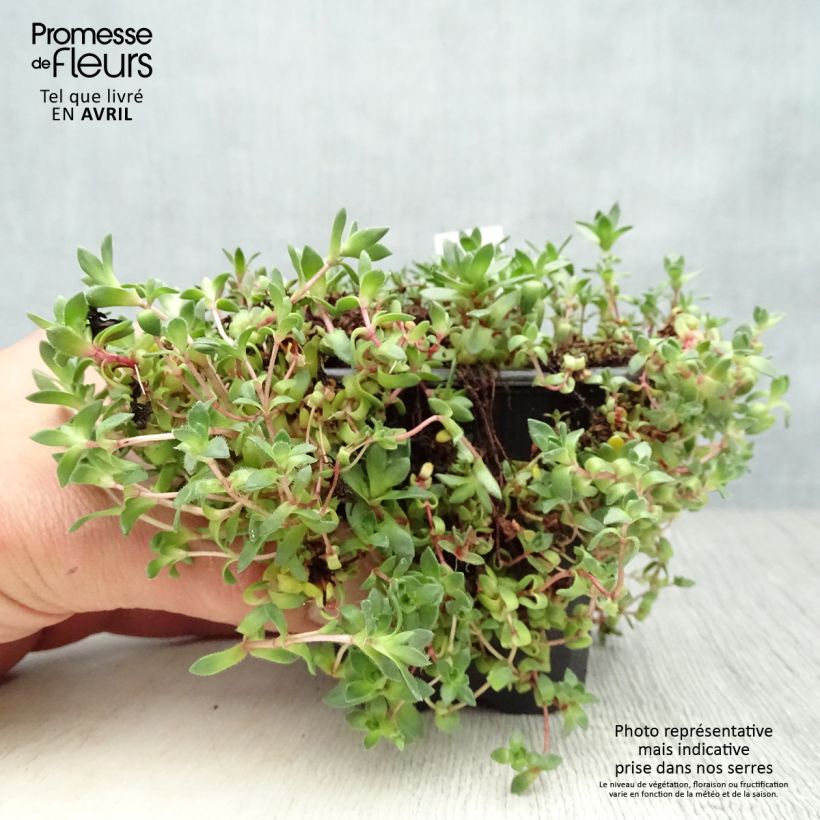 Exemplaar van Crassula exilis sedifolia Kweekpotje van 8/9 cm zoals geleverd in de lente