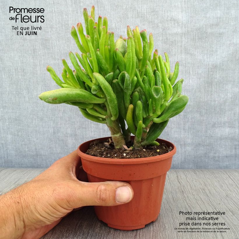 Exemplaar van Crassula ovata Hobbit - Jadeplant Pot van 12 cm / 13 cm zoals geleverd in de zomer