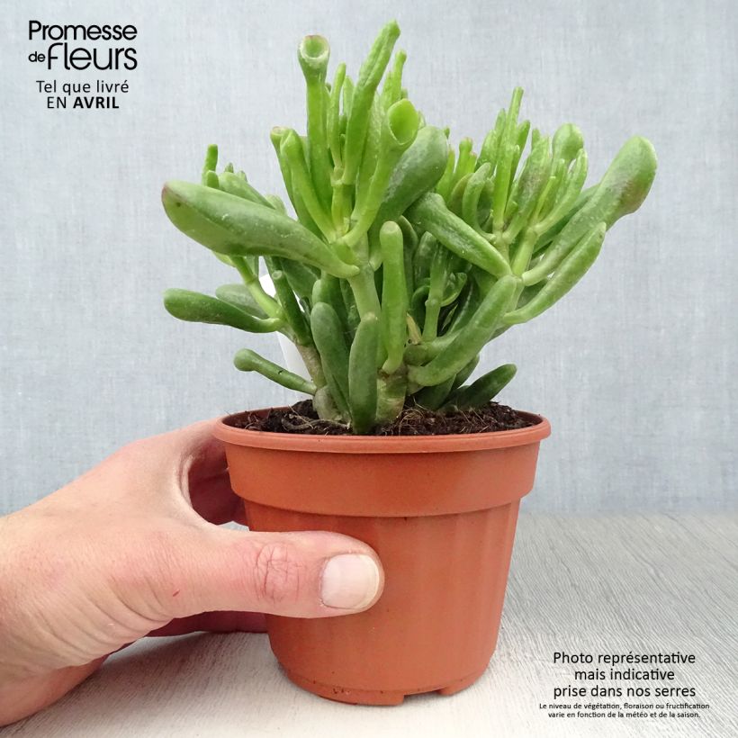 Exemplaar van Crassula ovata Hobbit - Jadeplant Pot van 12 cm / 13 cm zoals geleverd in de lente
