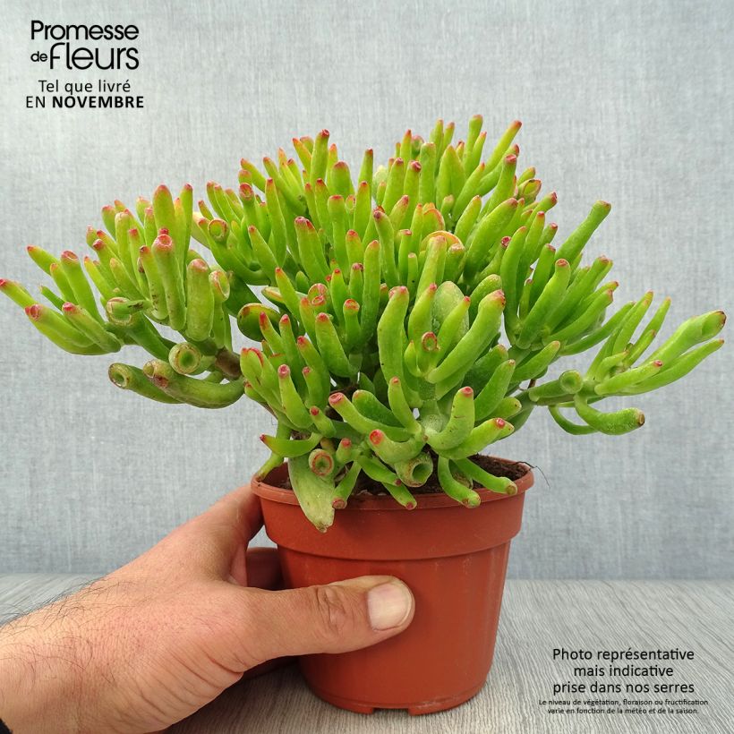 Exemplaar van Crassula ovata Hobbit - Jadeplant Pot van 12 cm / 13 cm zoals geleverd in de herfst