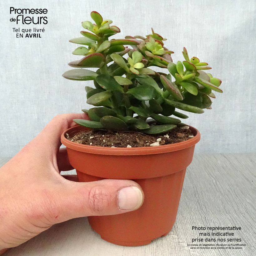 Exemplaar van Crassula ovata Minor - Jadeplant Pot van 1,5 l/2 l zoals geleverd in de lente