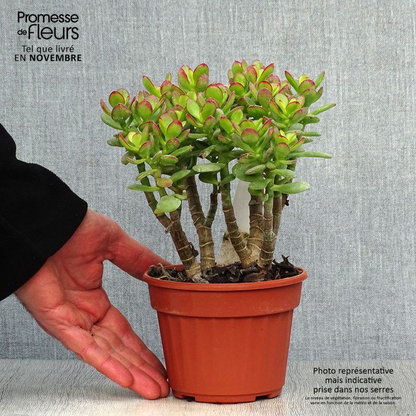 Exemplaar van Crassula ovata Minor - Jadeplant Pot van 1 l/1,5 l zoals geleverd in de herfst