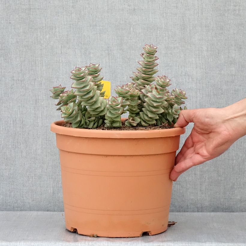 Exemplaar van Crassula perforata - Luipaardplant Pot van 7,5 l/10 l zoals geleverd in de lente