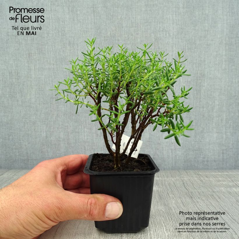 Exemplaar van Crassula sarcocaulis - Bonsai Kweekpotje van 8/9 cm zoals geleverd in de lente