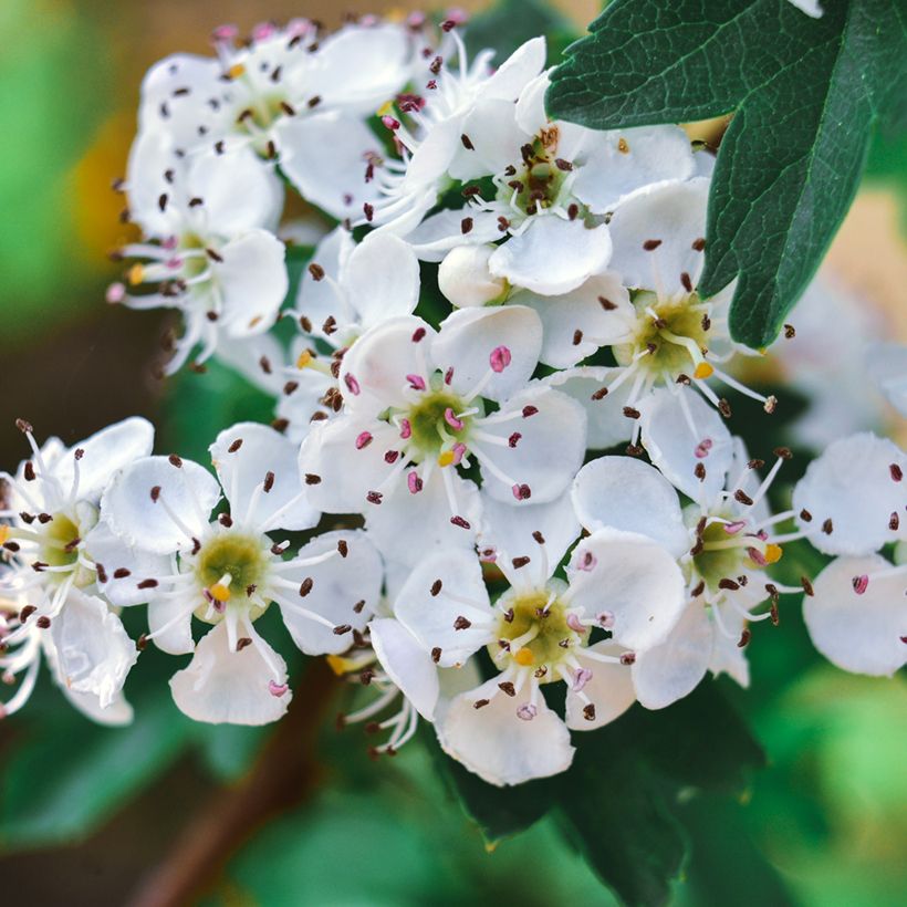Crataegus azarolus - Azarooldoorn (Flowering)