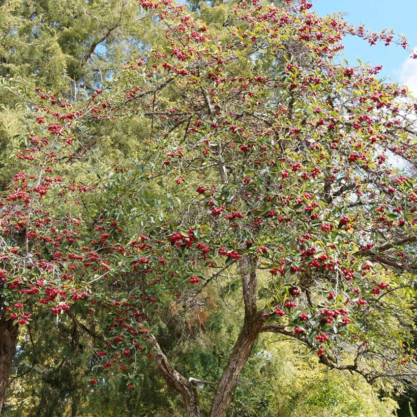 Crataegus crus-galli - Meidoorn (Groeiplaats)