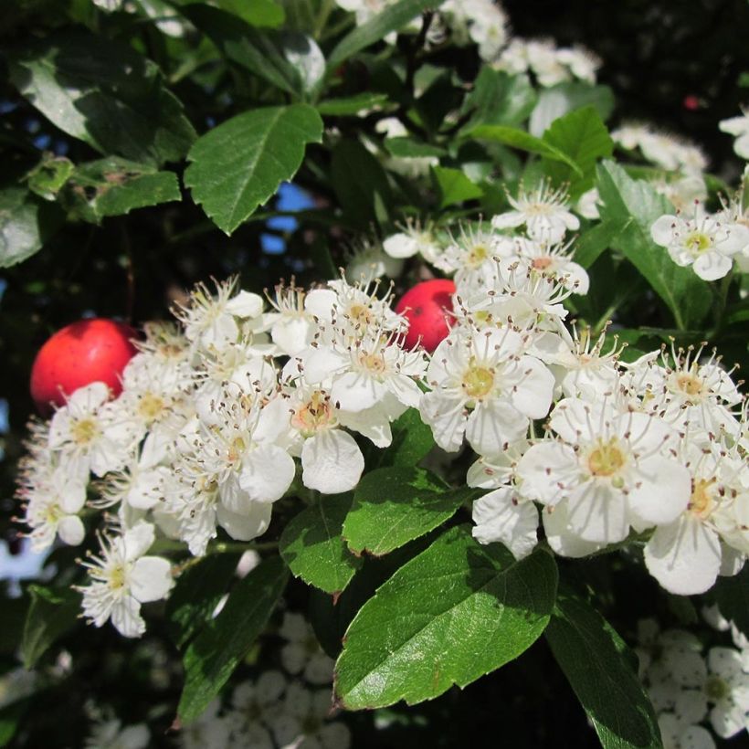 Crataegus grignonensis - Meidoorn (Bloei)