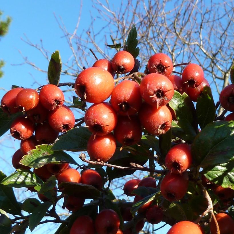 Crataegus grignonensis - Meidoorn (Oogst)