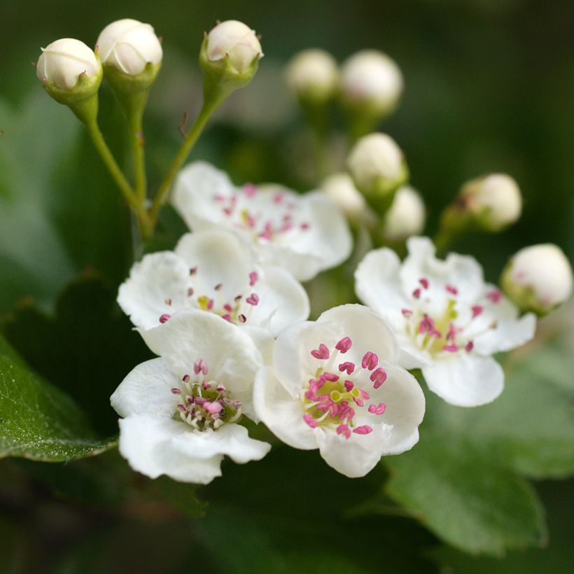 Crataegus laevigata - Tweestijlige meidoorn (Bloei)
