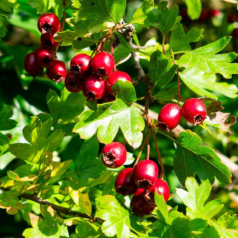 Crataegus laevigata - Tweestijlige meidoorn (Oogst)