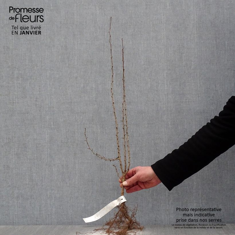 Exemplaar van Crataegus laevigata - Tweestijlige meidoorn Naakte wortel zoals geleverd in de winter