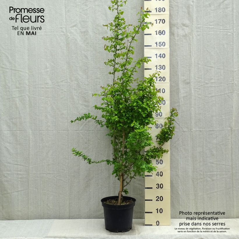 Example of Crataegus laevigata Rosea Flore Pleno - Rode meidoorn Pot van 7,5 l/10 l as you get in printemps