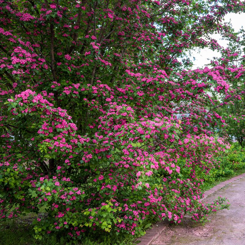 Crataegus laevigata Rosea Flore Pleno - Rode meidoorn (Groeiplaats)