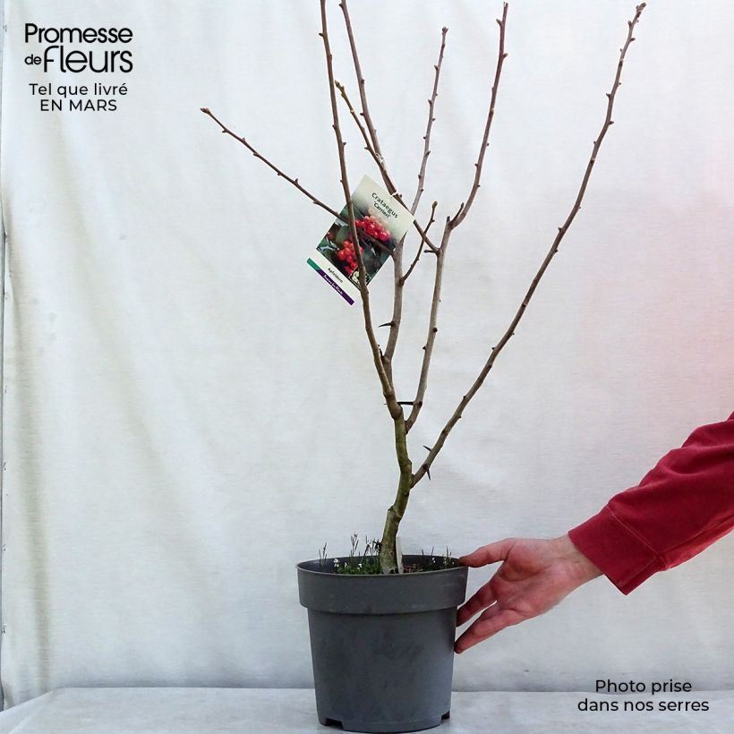 Exemplaar van Crataegus lavallei Carrierei - Bastaard hanespoordoorn Pot van 3 l/4 l zoals geleverd in de lente