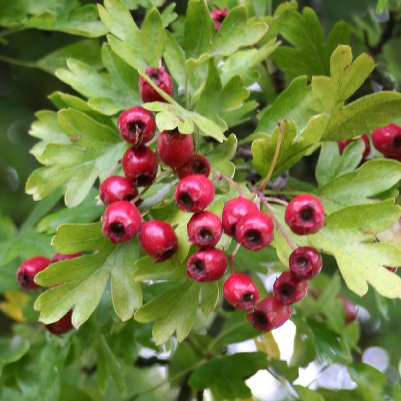 Crataegus monogyna Stricta - Eenstijlige meidoorn (Foliage)