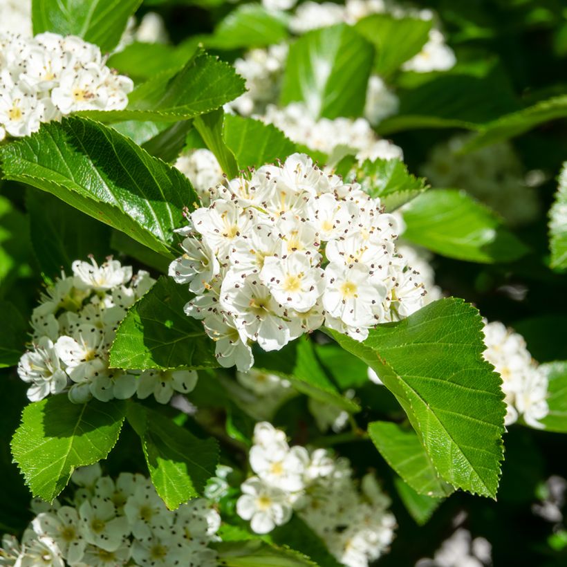 Crataegus prunifolia Splendens - Pruimbladige meidoorn (Bloei)