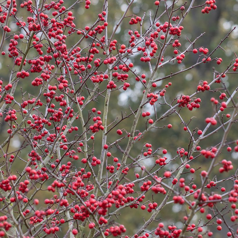 Crataegus prunifolia Splendens - Pruimbladige meidoorn (Oogst)