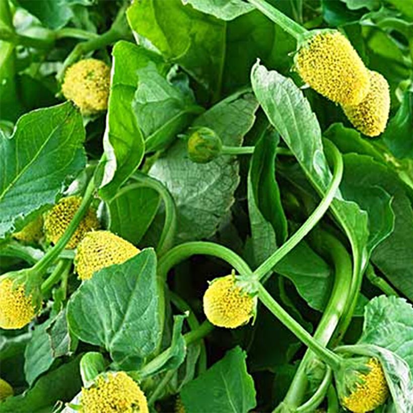 Parakers - Spilanthes oleracea (Oogst)