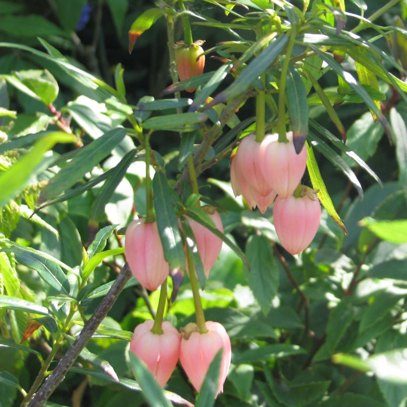 Crinodendron hookerianum Ada Hoffman - Chileense lantaarnboom (Bloei)