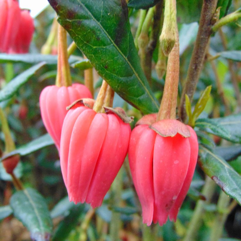 Crinodendron hookerianum - Chileense lantaarnboom (Bloei)