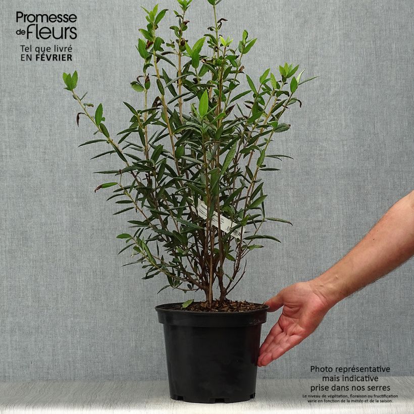Exemplaar van Crinodendron hookerianum - Chileense lantaarnboom Pot van 4 l/5 l zoals geleverd in de herfst