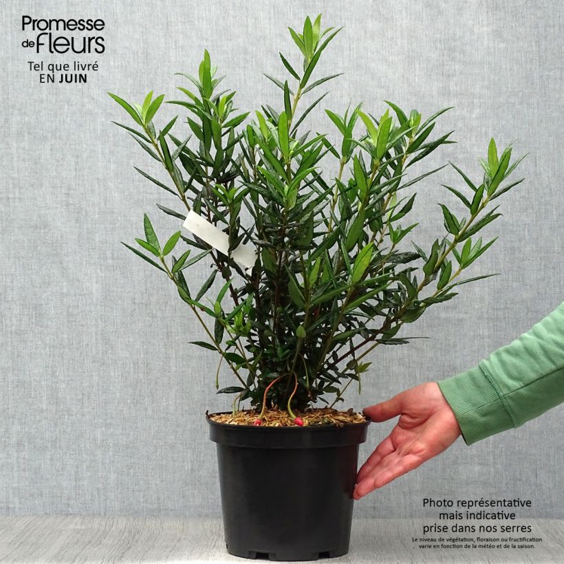 Exemplaar van Crinodendron hookerianum - Chileense lantaarnboom Pot van 4 l/5 l zoals geleverd in de zomer
