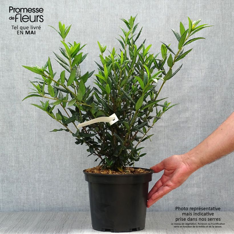 Exemplaar van Crinodendron hookerianum - Chileense lantaarnboom Pot van 4 l/5 l zoals geleverd in de lente