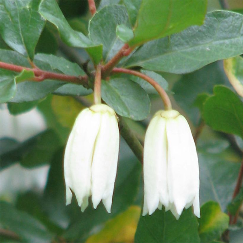 Crinodendron patagua - Chileense lantaarnboom (Flowering)