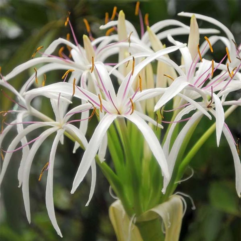 Crinum asiaticum - Haaklelie (Bloei)